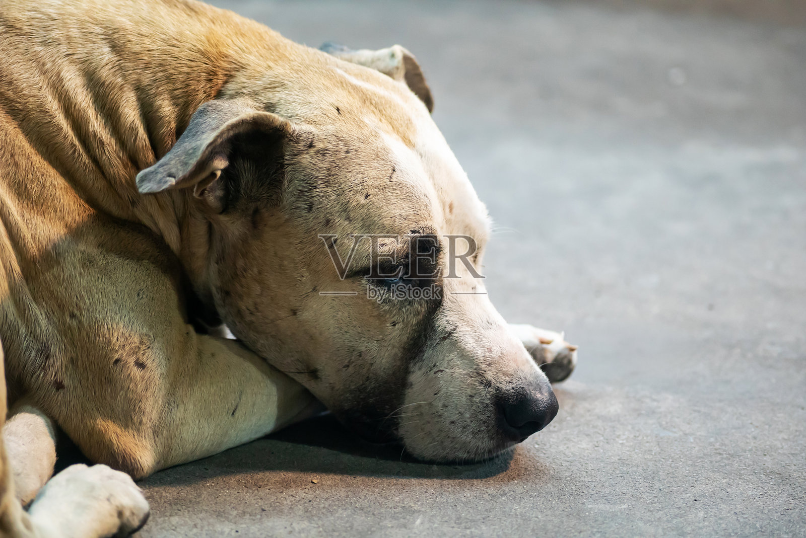 在收容所里休息的伤心狗狗照片摄影图片