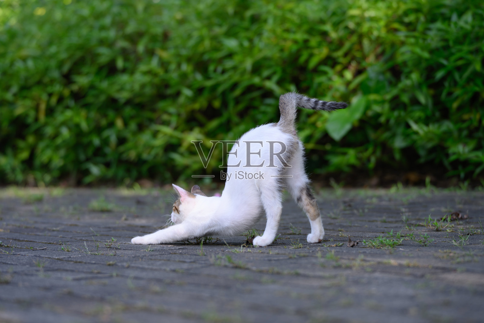 在公园里，猫咪们正在伸展。照片摄影图片