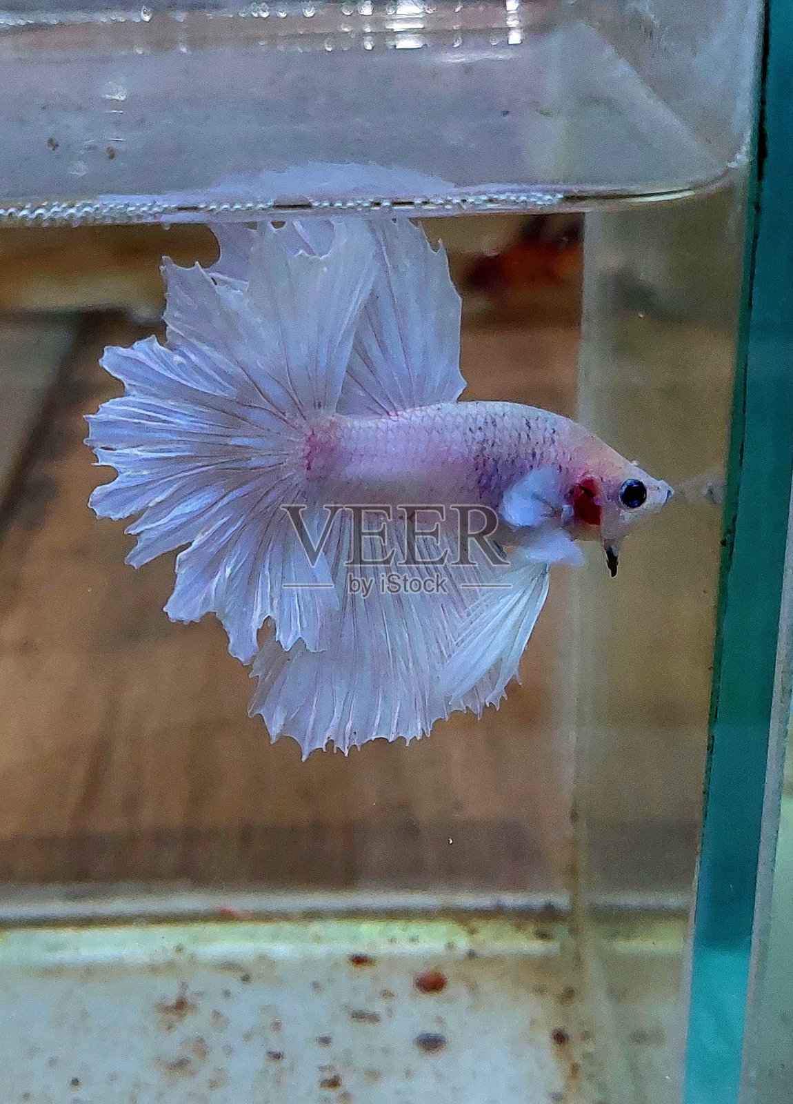 暹罗斗鱼照片摄影图片