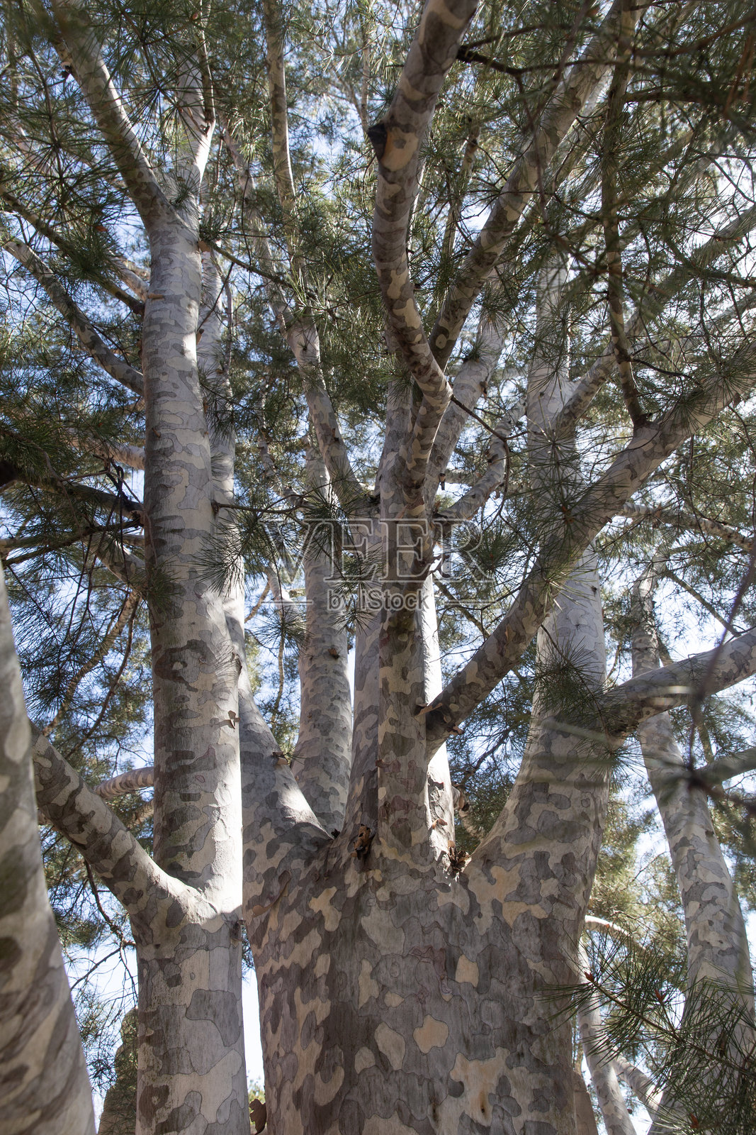 故宫武英殿陶瓷馆的古树照片摄影图片