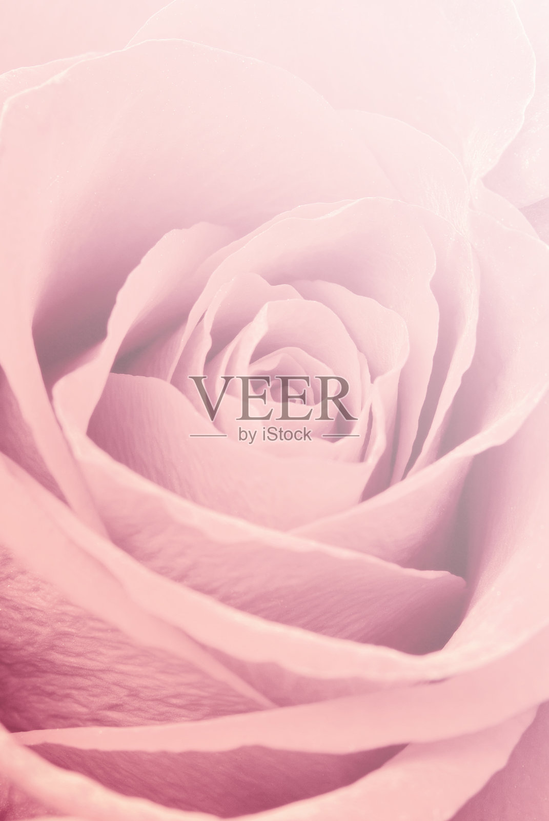 玫瑰照片摄影图片