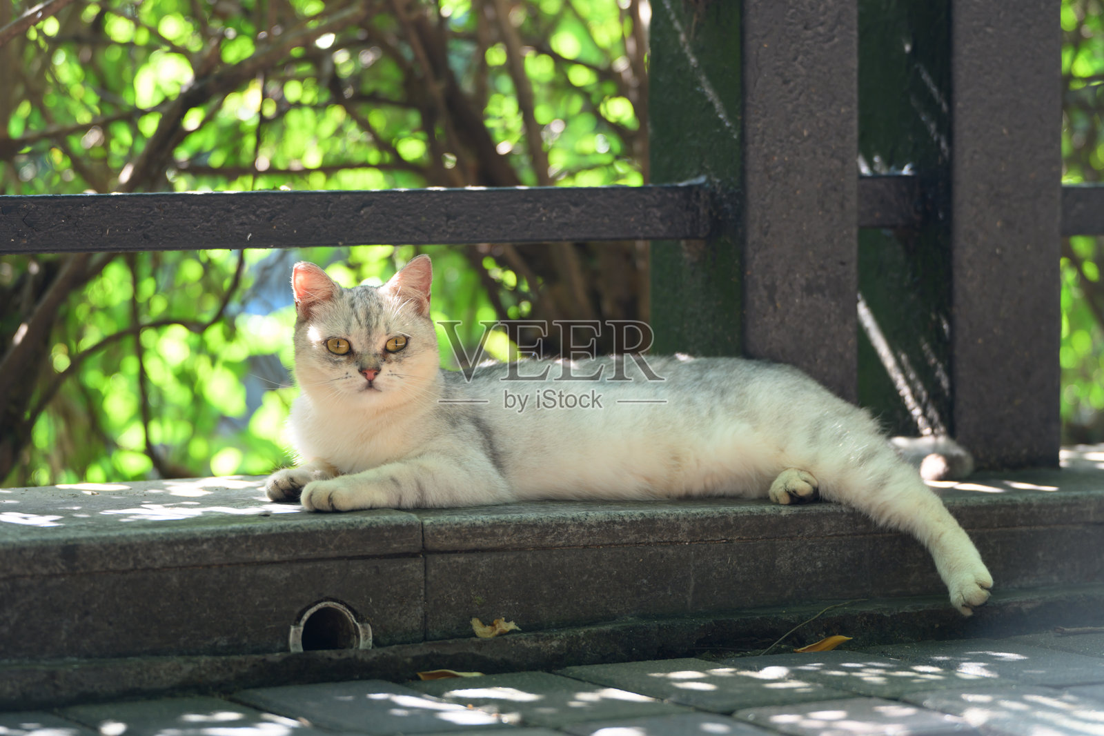 猫躺在户外的地面上。照片摄影图片