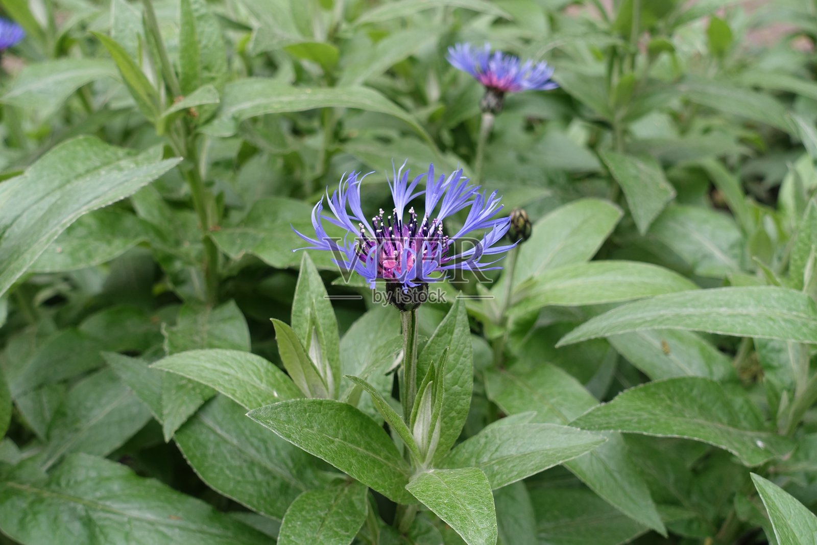 五月的山蓟花（Centaurea montana）紫色和蓝色花朵成对盛开照片摄影图片