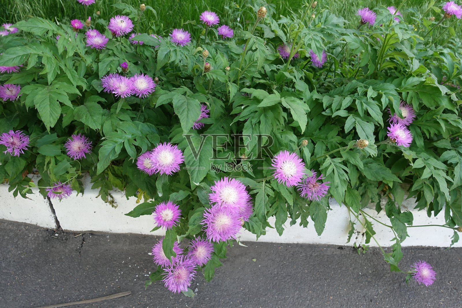 五月盛开的白花矢车菊的繁茂粉色花朵照片摄影图片