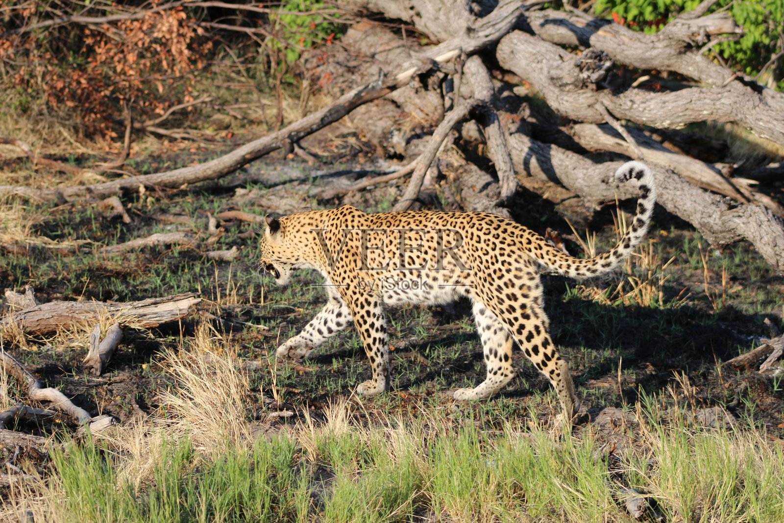 母豹与幼崽 - 博茨瓦纳野生动物园照片摄影图片