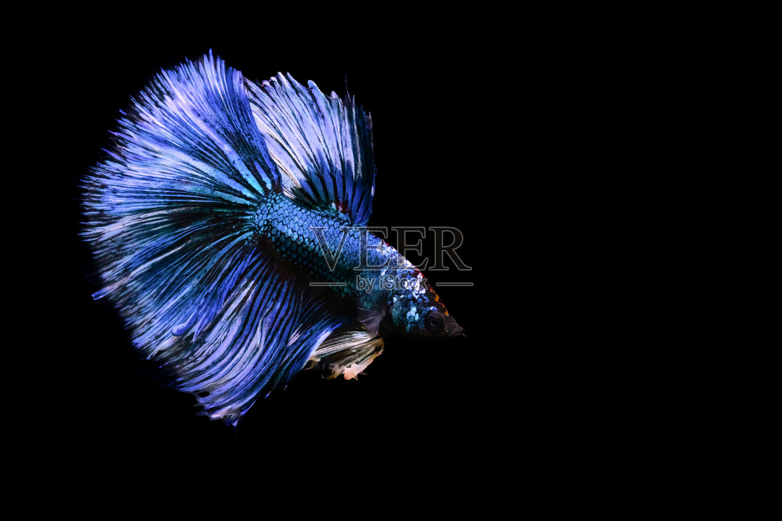 美丽色彩的斗鱼。黑色背景。斗鱼（Betta splendens）。照片摄影图片