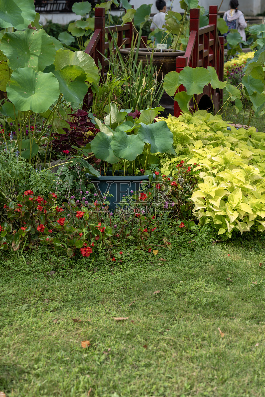 含苞待放的花盆，莲叶、秋海棠、黄叶草、三叶草，位于中国江苏省苏州市拙政园的木桥上。竖版图片。照片摄影图片