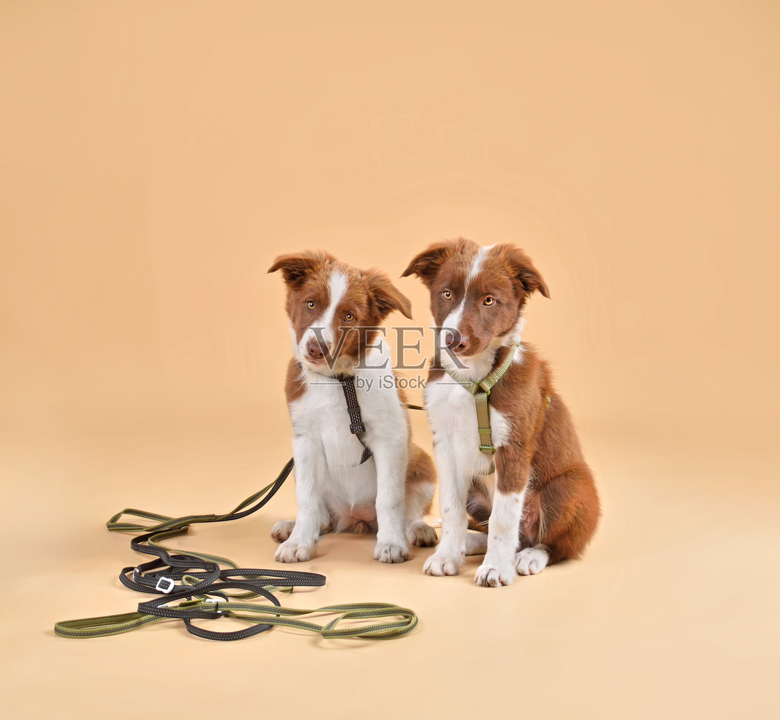 坐着的可爱边境牧羊犬小狗照片摄影图片