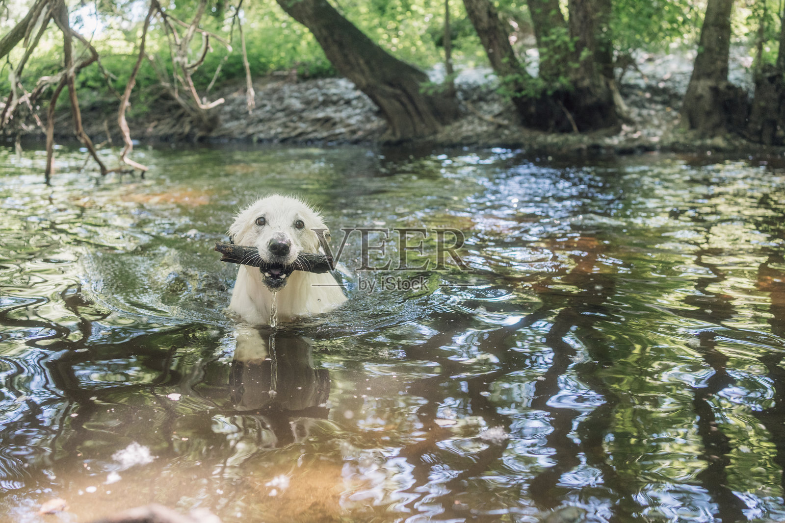 白色瑞士牧羊犬在河中游泳并叼着一根棍子照片摄影图片