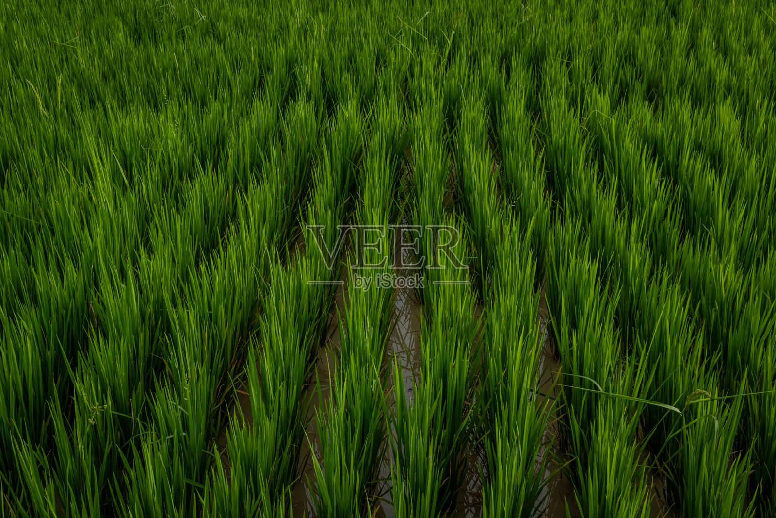 热带农田中生机勃勃的绿色稻田特写照片摄影图片