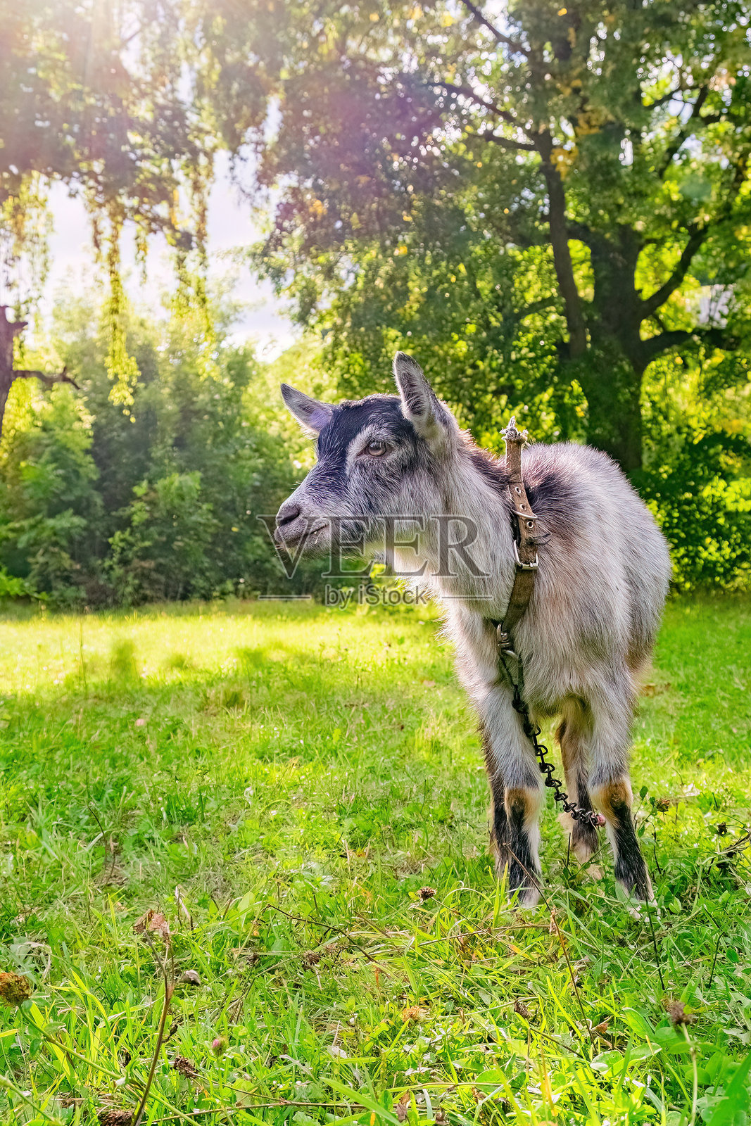 好奇的小山羊在郁郁葱葱的草地上吃草照片摄影图片