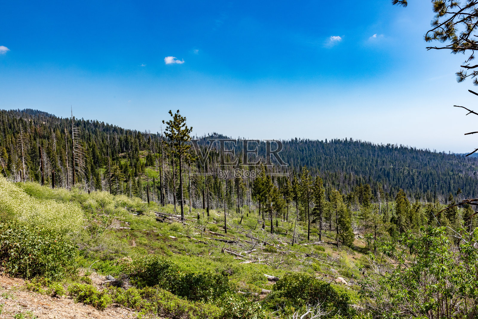 加利福尼亚州国王峡谷国家公园风景公路，美国照片摄影图片