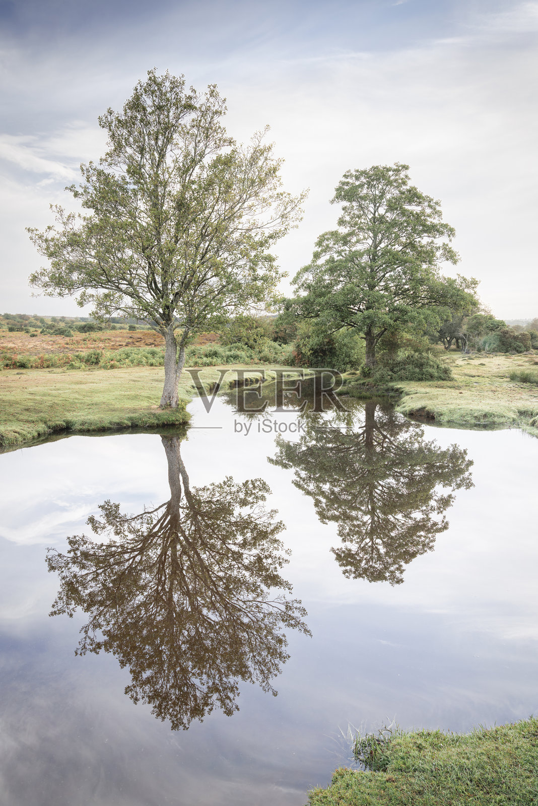 河边两棵树的倒影照片摄影图片