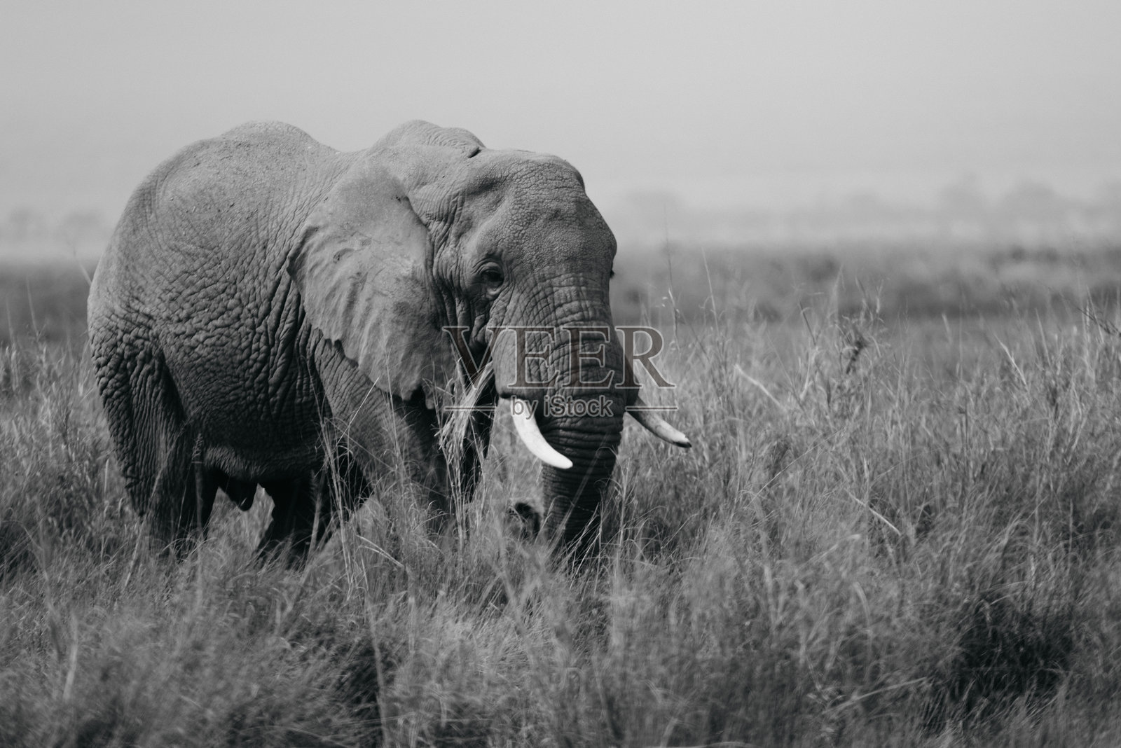 肯尼亚安博塞利国家公园的象照片摄影图片