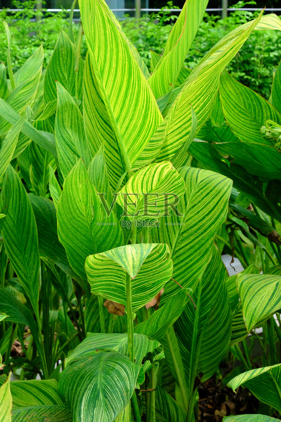 绿色公园中的绿叶照片摄影图片