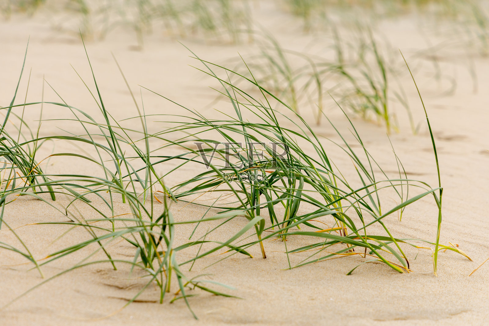 绿色的草叶在沙滩上轻轻摇曳，营造出宁静自然的海岸风景，质感柔和。照片摄影图片