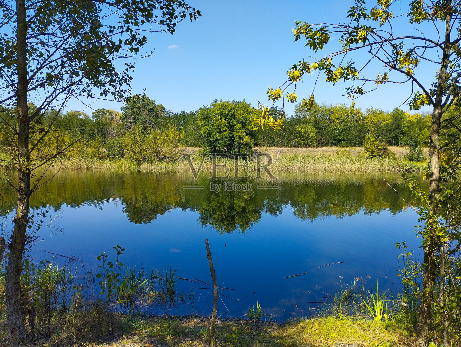 一个宁静的森林湖泊映照着明亮的蓝天和树木的绿色树冠。水面上轻轻荡漾的涟漪和泛黄的树叶营造出秋日清晨的和谐与宁静。照片摄影图片