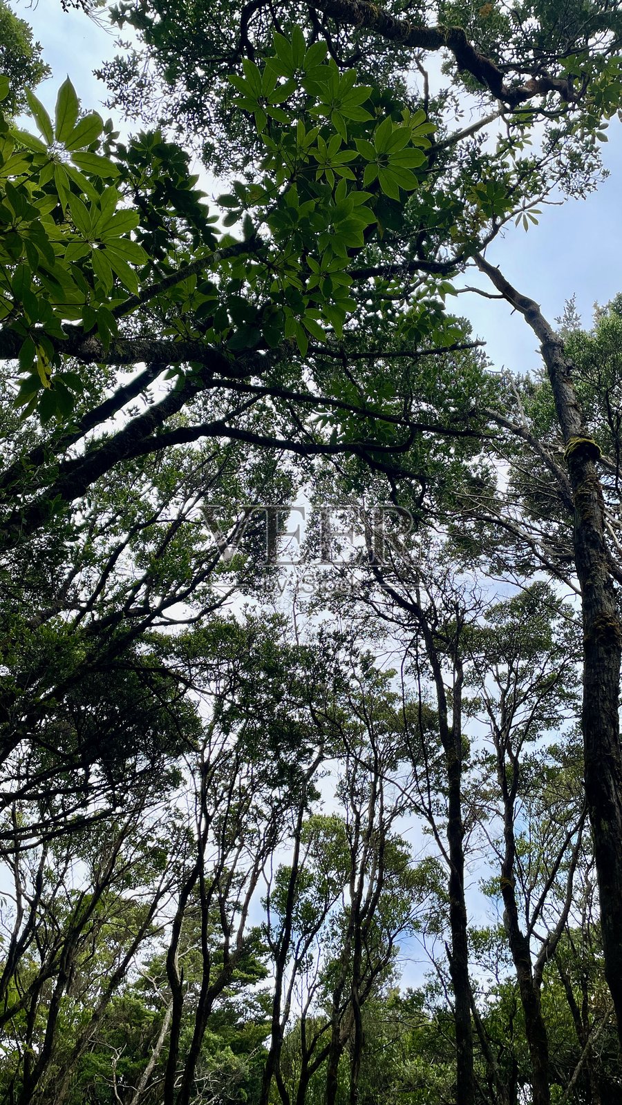 森林风光照片摄影图片