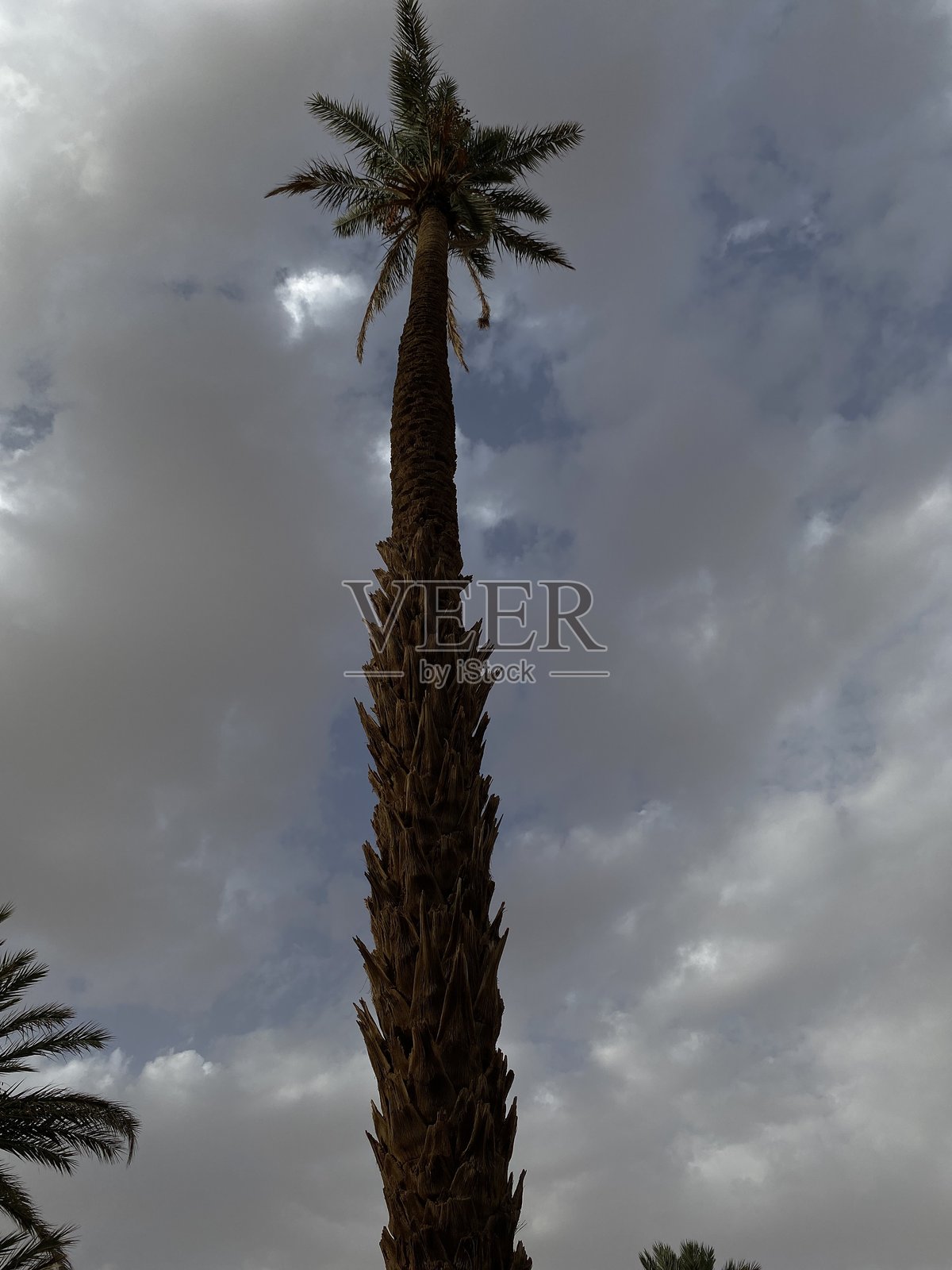 摩洛哥棕榈树照片摄影图片