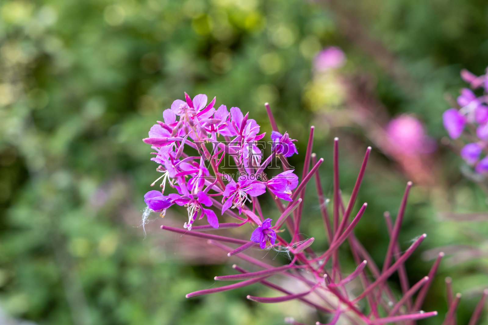 卡尔维恩，佩斯郡，苏格兰照片摄影图片