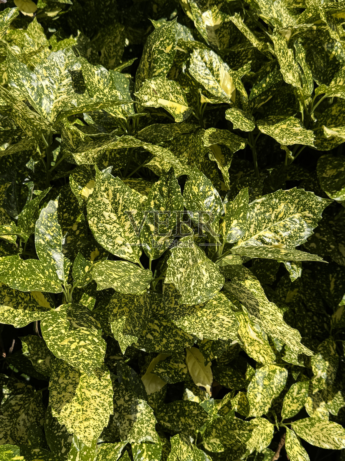 斑点月桂，常绿的日本秋葵树篱，修剪整齐的叶子，茂密的灌木丛照片摄影图片