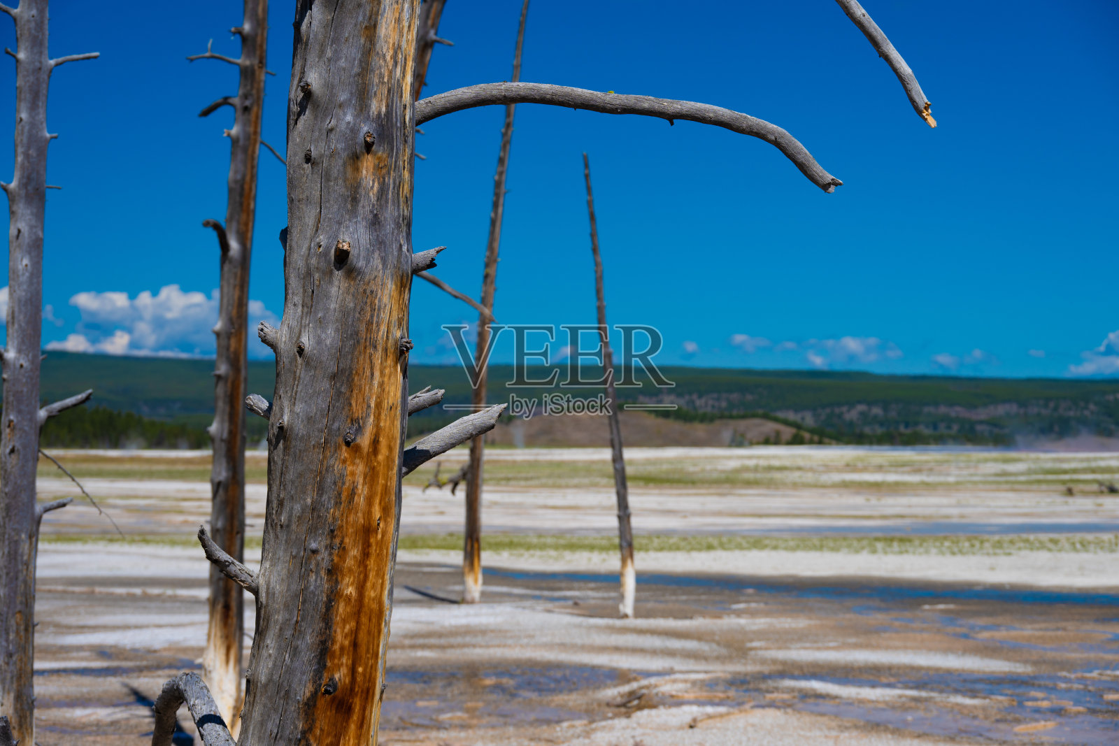 黄石国家公园的地热景观与枯树照片摄影图片