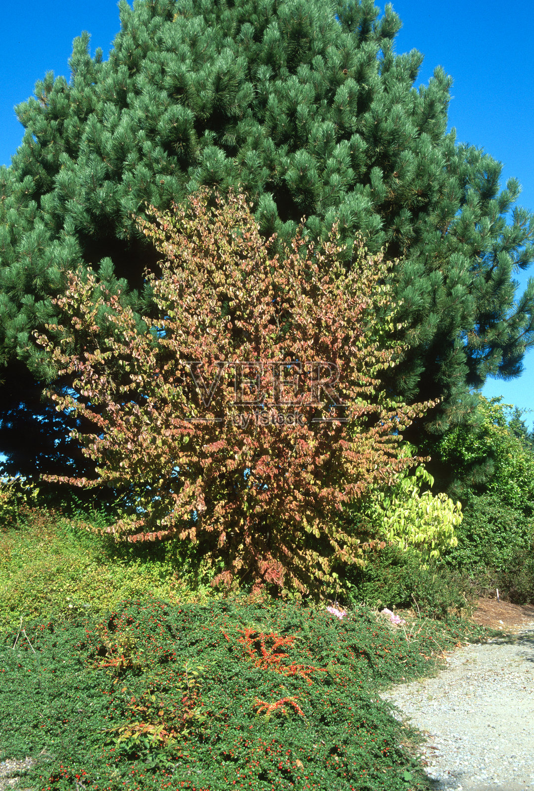 前景中的黄果山茱萸（Cornus mas ‘Flava’）照片摄影图片