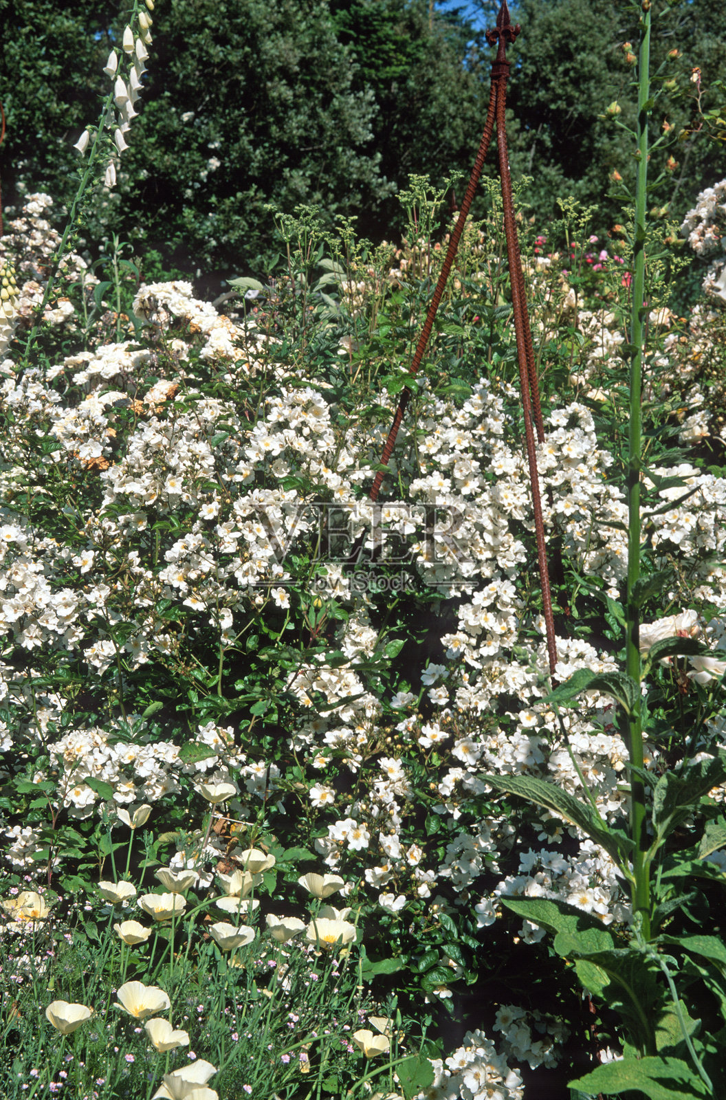 玫瑰 '肯特'照片摄影图片
