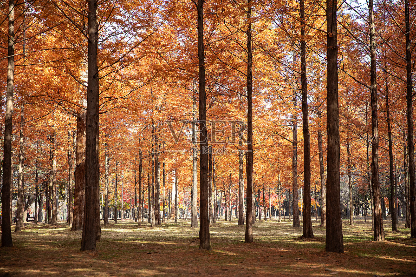 秋天的风景照片摄影图片
