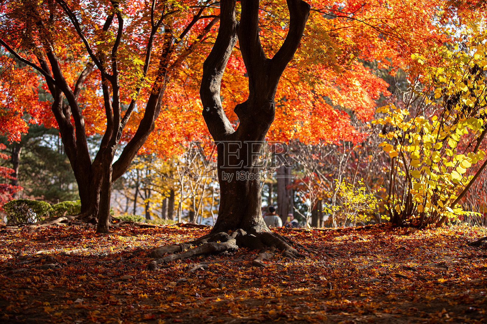 秋天的风景照片摄影图片