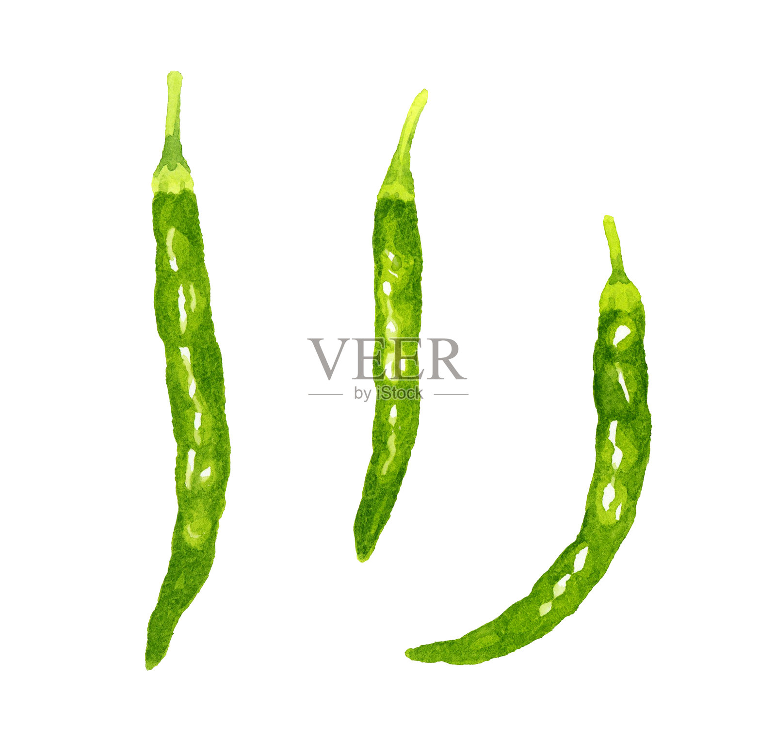 绿色辣椒套装。手绘水彩蔬菜和调味品插图。插画图片素材