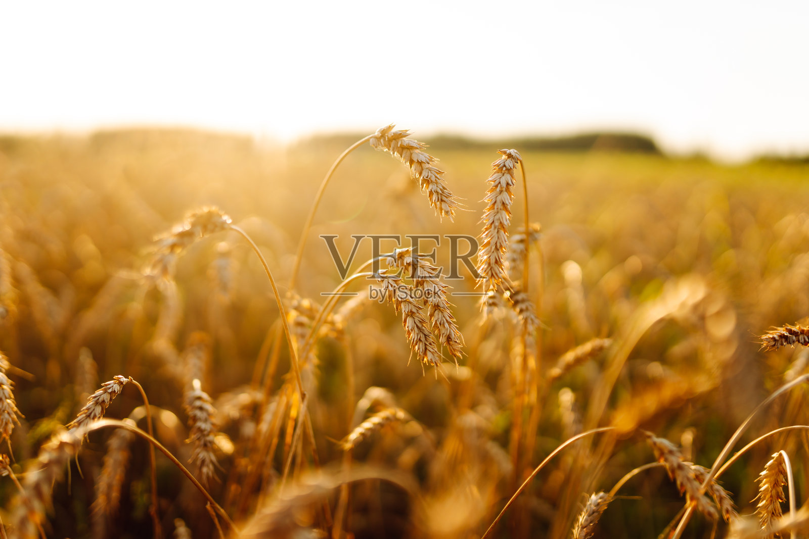 夕阳下金色麦穗的特写摇曳。照片摄影图片