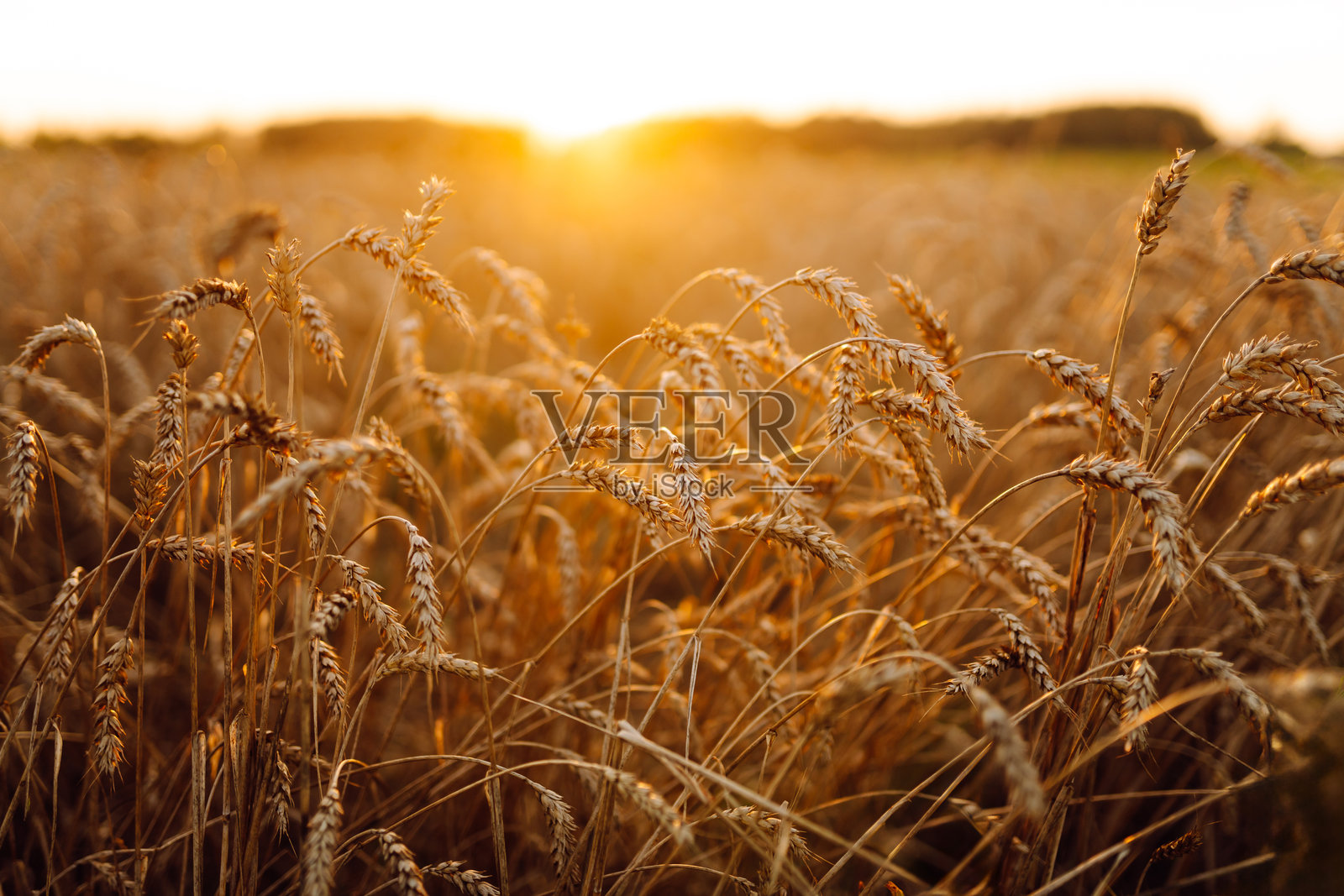夕阳下金色麦穗的特写摇曳。照片摄影图片