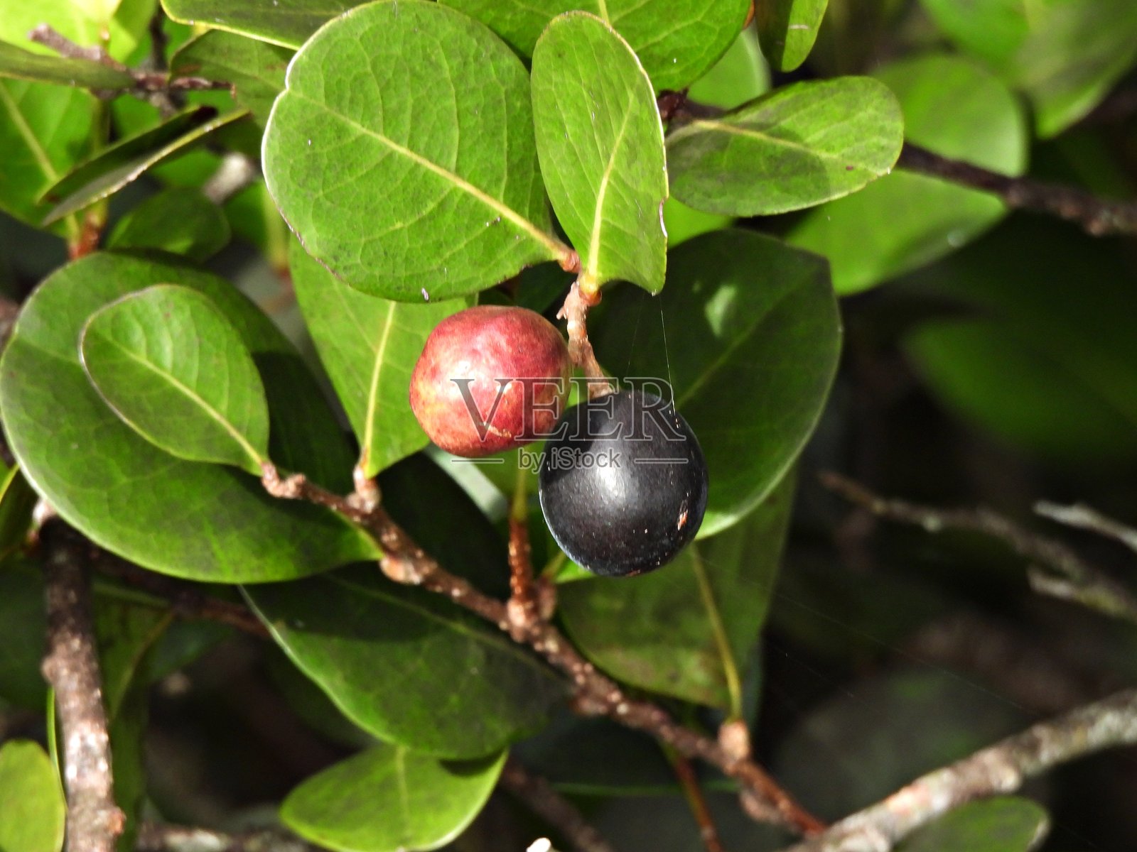 椰子梅（Chrysobalanus icaco）与浆果照片摄影图片