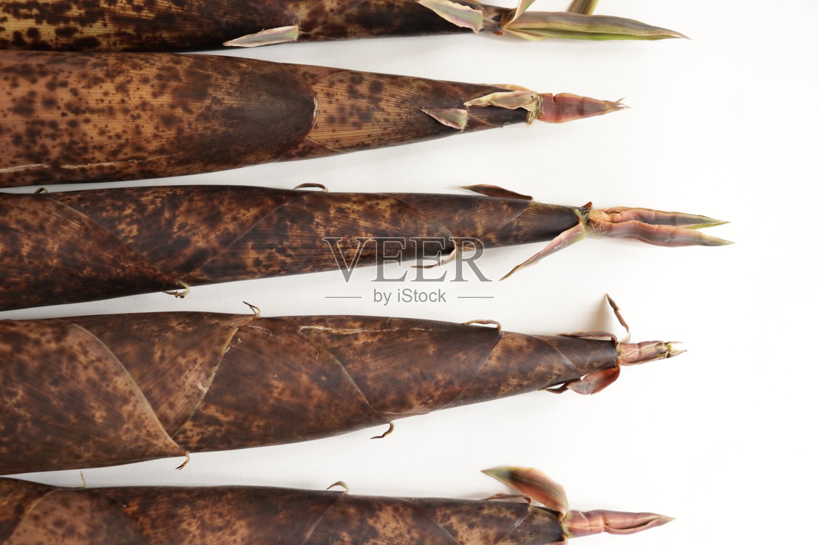 日本竹子生长的照片照片摄影图片