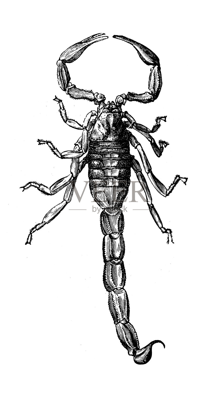 田间蝎子（Buthus occitanus）插画图片素材