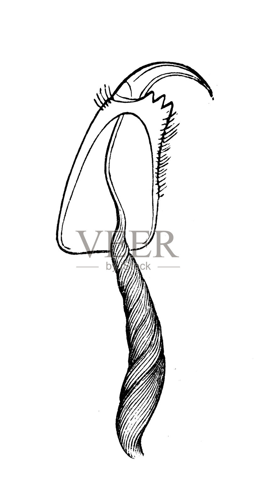 花园蜘蛛（Epeira diadema），十字蜘蛛的左下颌触角及其毒腺插画图片素材