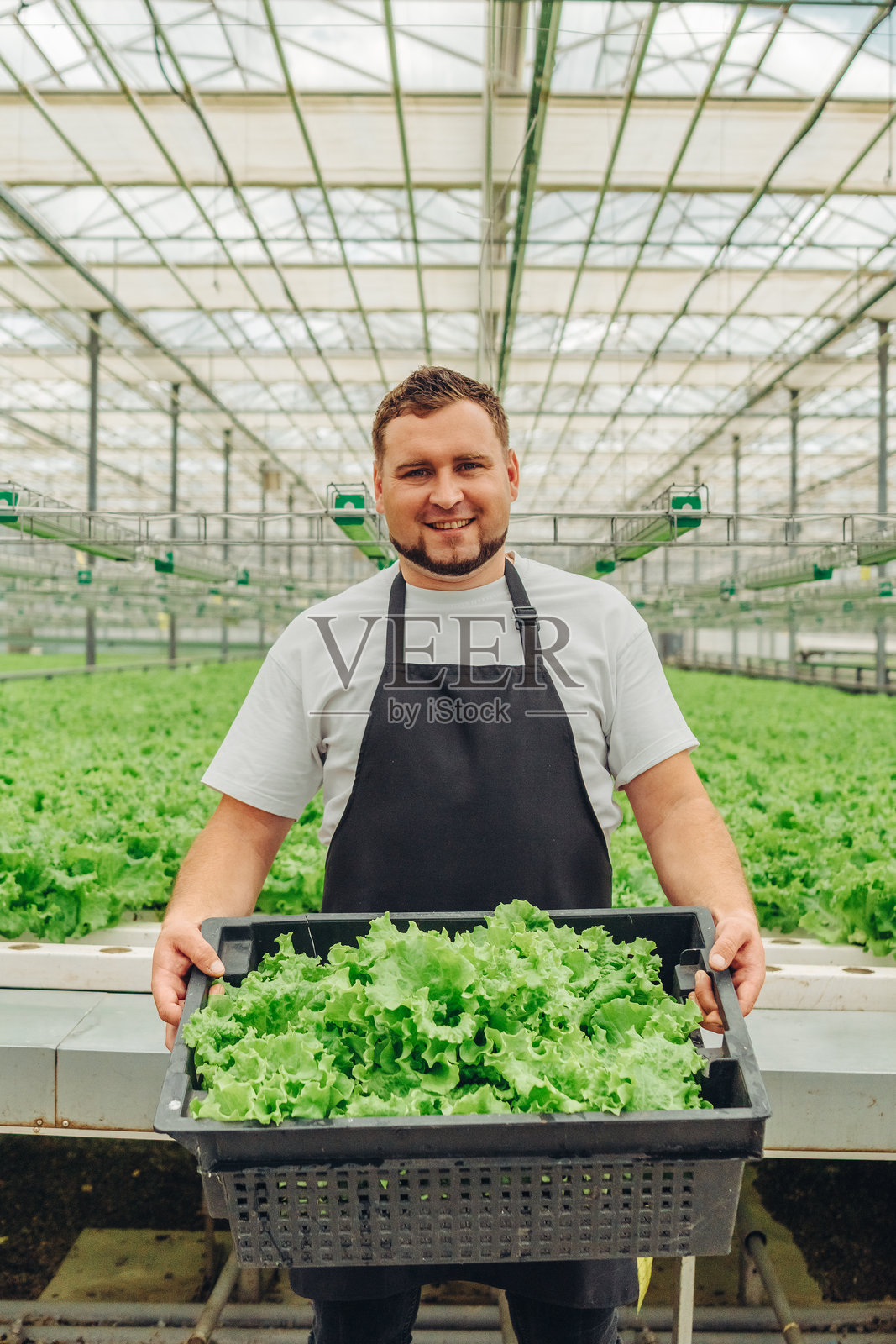身穿黑色围裙的男性农民自豪地在温室中手持一篮新鲜采摘的生菜，周围是生机勃勃的绿色植物，展示了可持续农业和健康食品生产。照片摄影图片