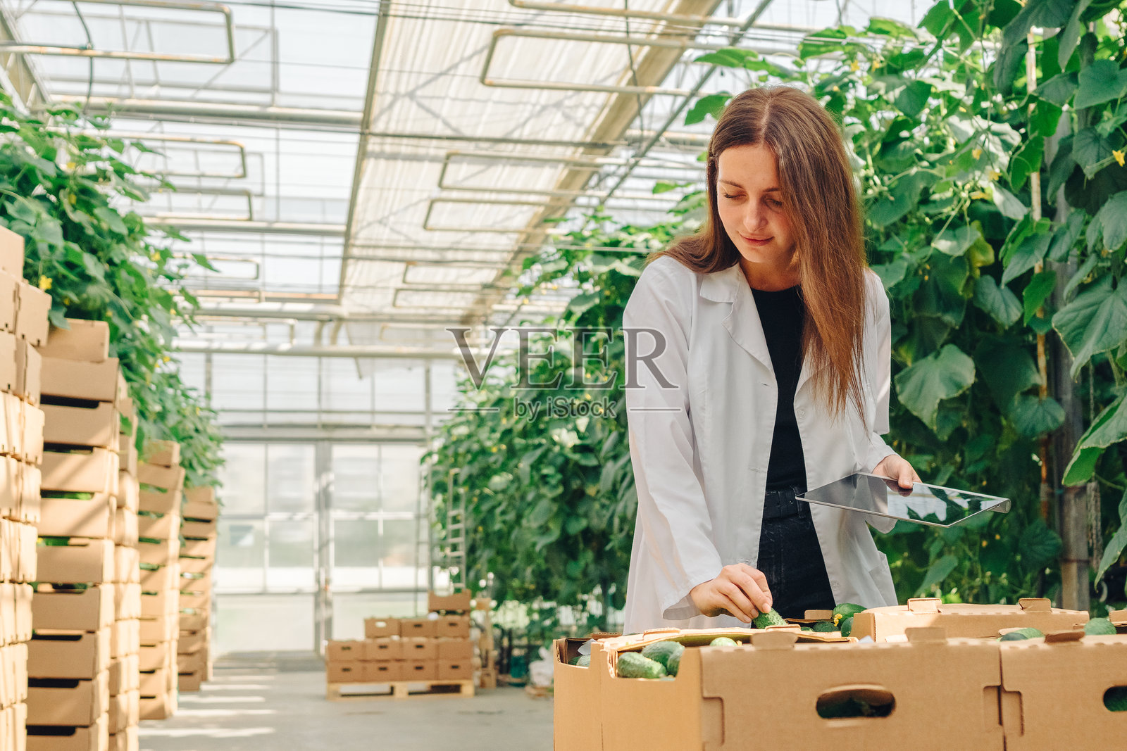 身穿白色实验室外套的女性农业工作者在温室中检查新鲜黄瓜，周围是郁郁葱葱的绿植和纸箱，展示可持续农业实践和质量控制。照片摄影图片