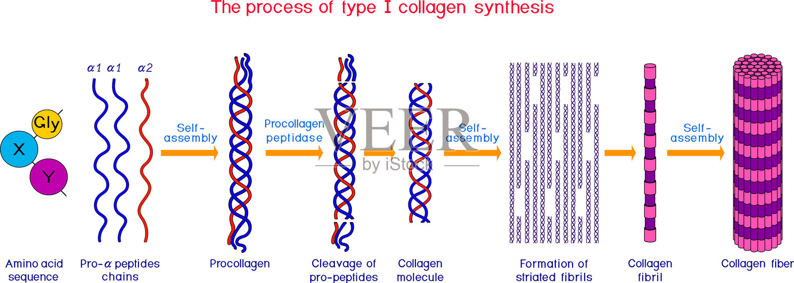 I型胶原蛋白合成的多步骤过程。生物课用的胶原蛋白生物合成示意图插画图片素材