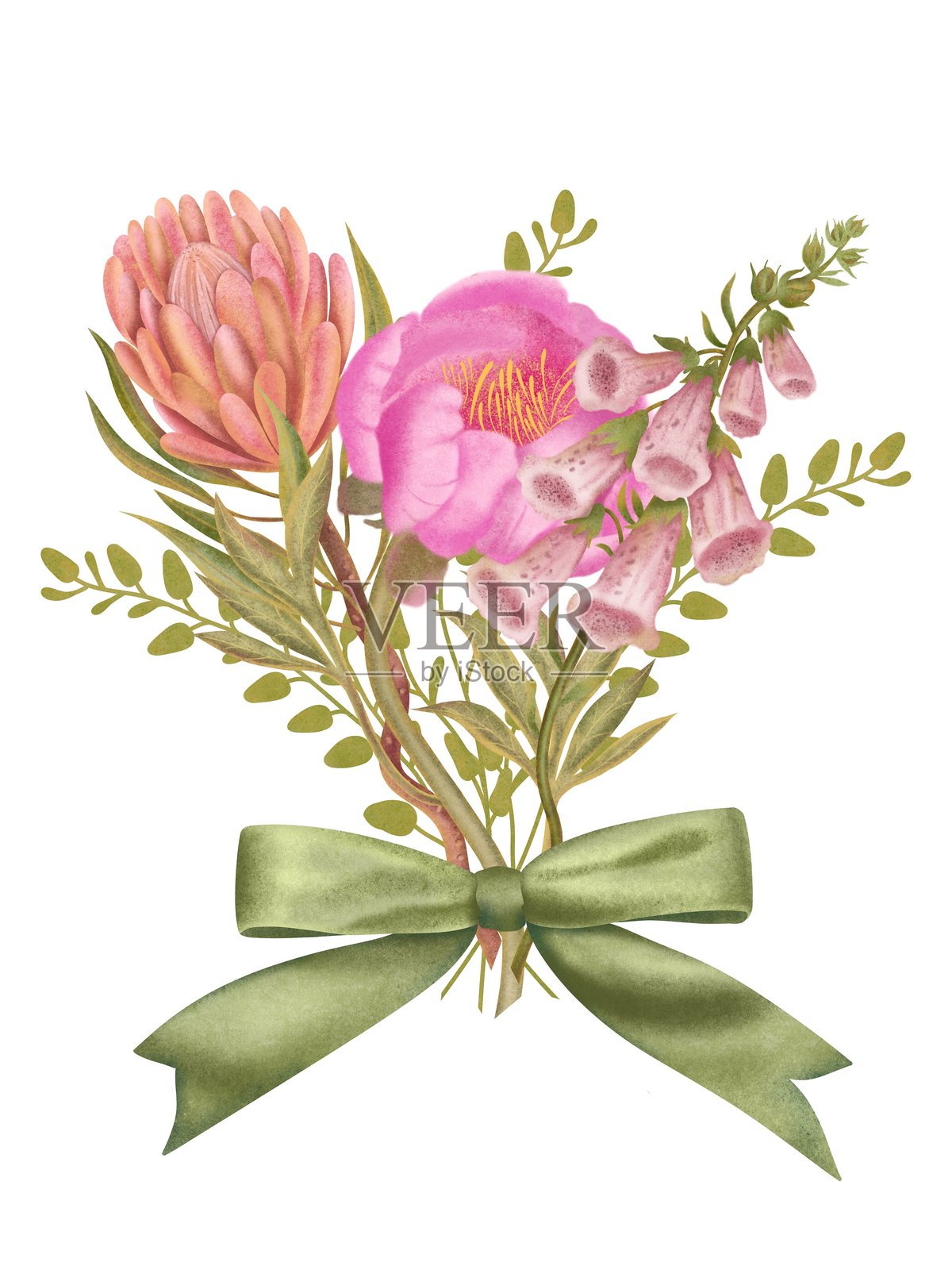 牡丹、普罗提亚花束和绿色缎带。插画图片素材