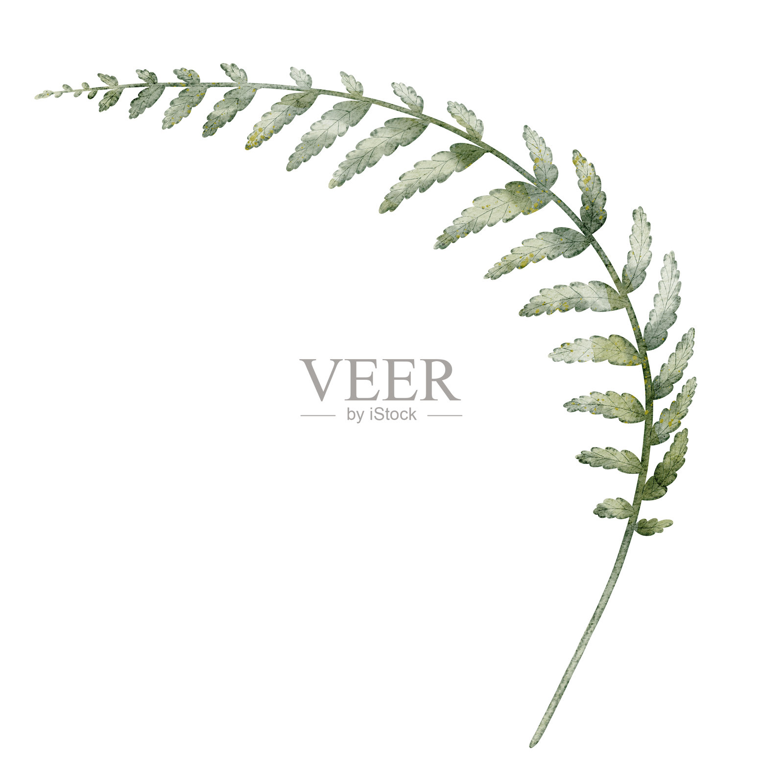 蕨类植物水彩插图。绿色森林叶子的绘画，适用于林地项目、季节性构图或乡村自然设计。植物艺术用于自然项目。插画图片素材