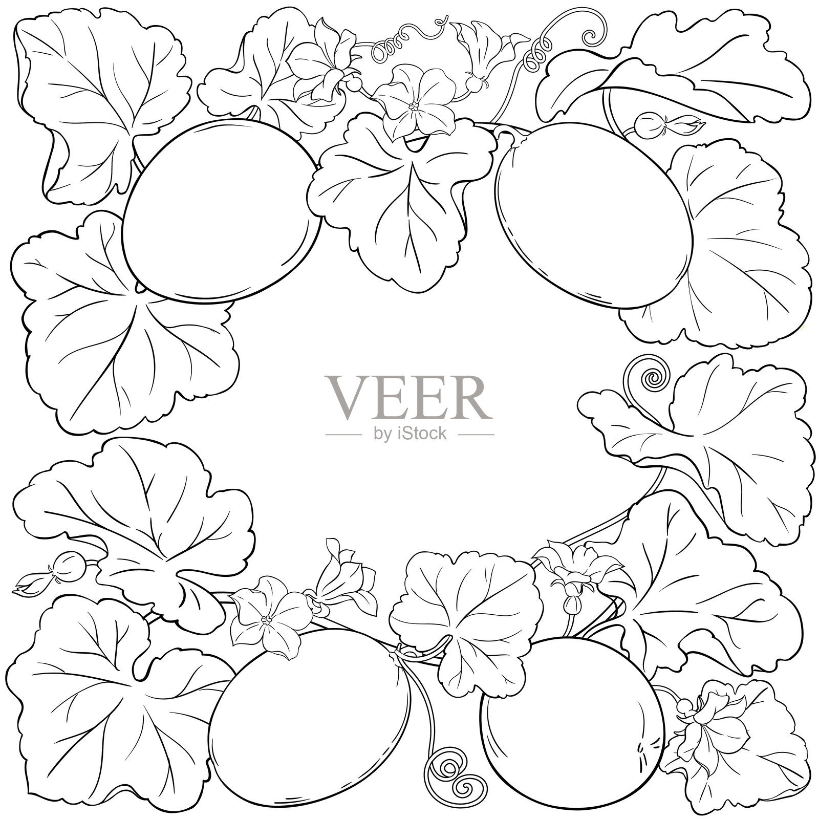 带果实的瓜类植物轮廓框架。插画图片素材