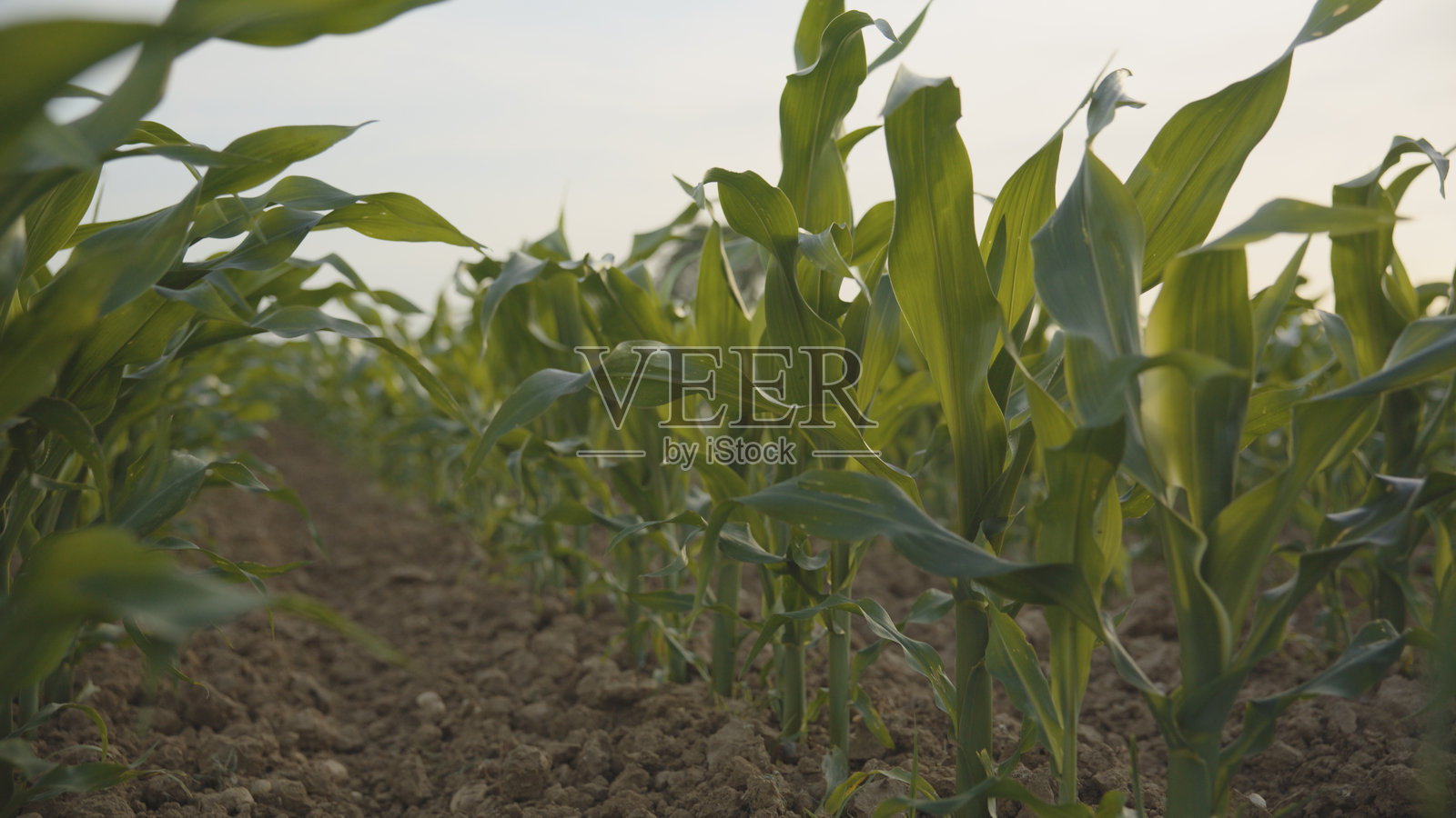 乡村农场中整齐排列的绿色玉米幼苗在泥土中生长照片摄影图片