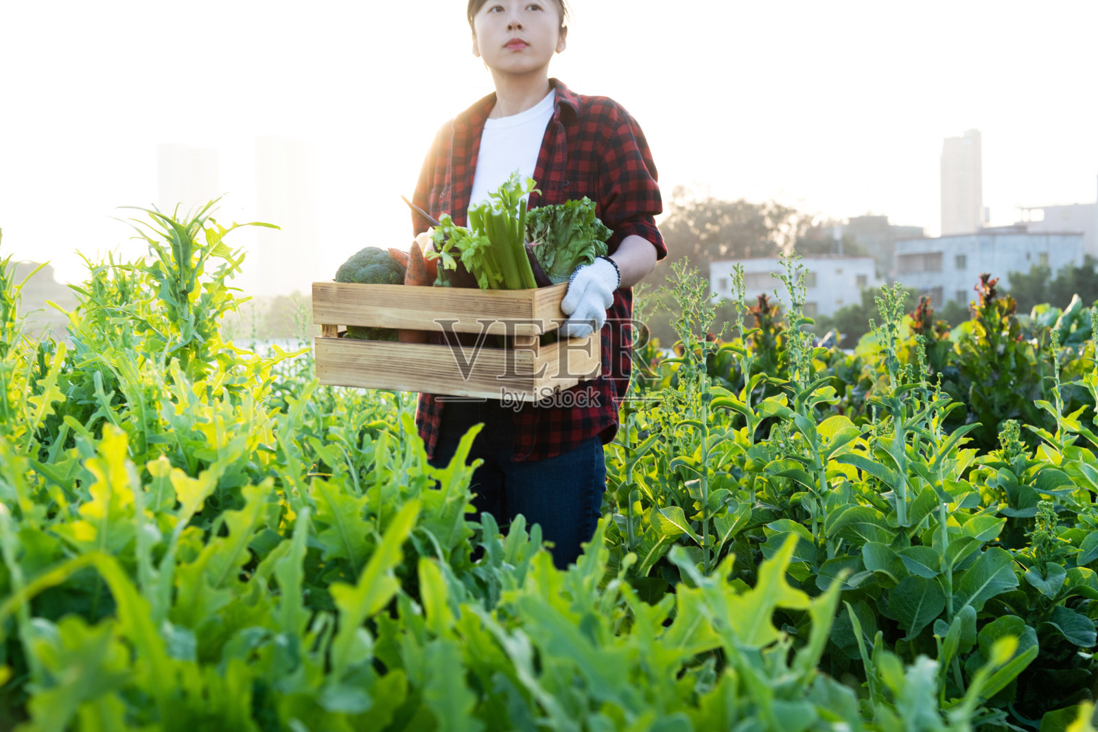 女农民提着装有蔬菜的箱子照片摄影图片