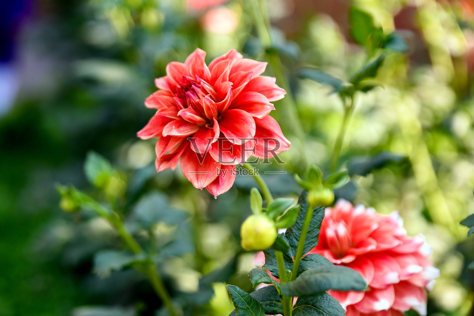 盛开的红色大丽花被绿色叶子环绕，置身于花园环境中照片摄影图片