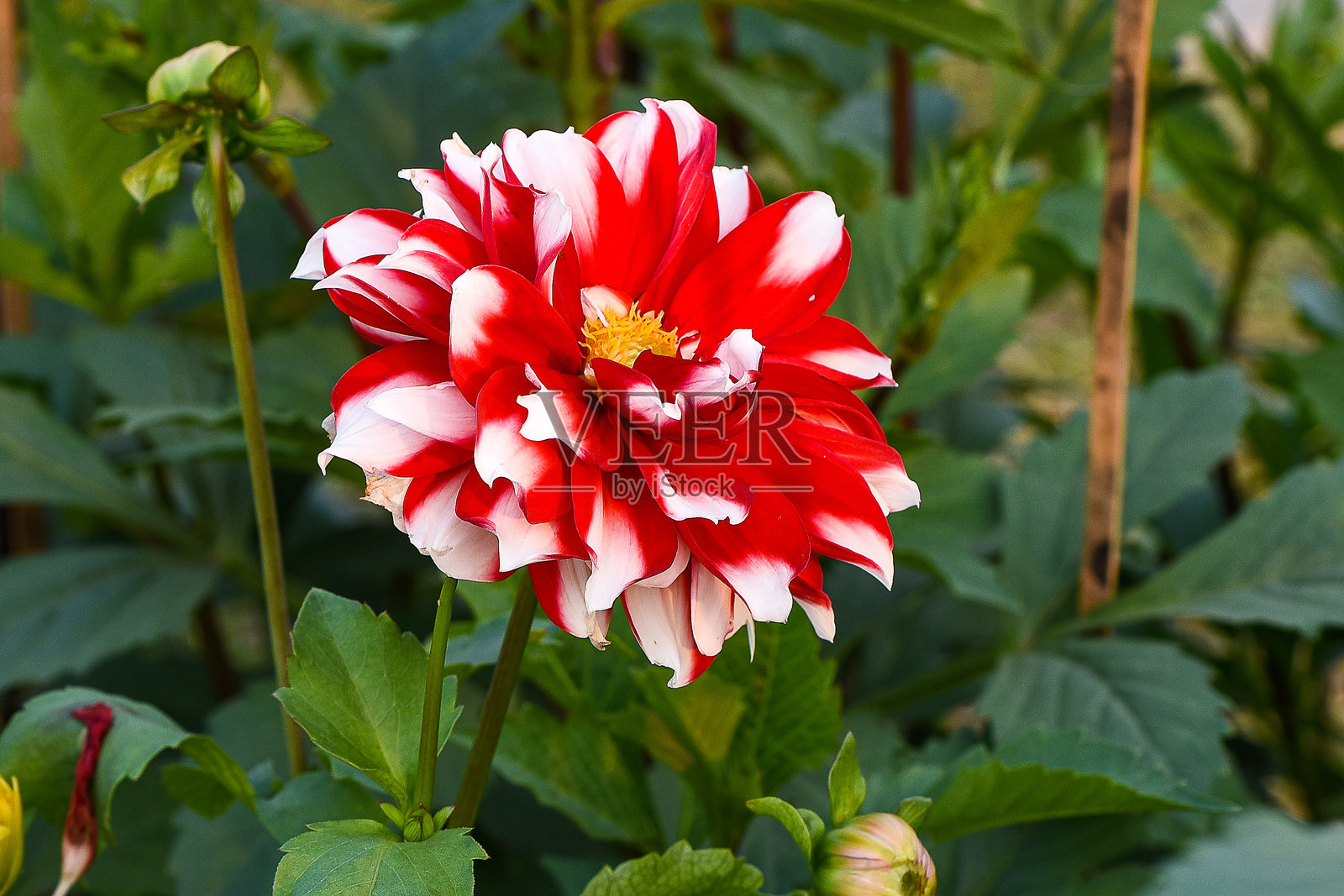 红白相间的大丽花在绿色叶子背景下盛开照片摄影图片