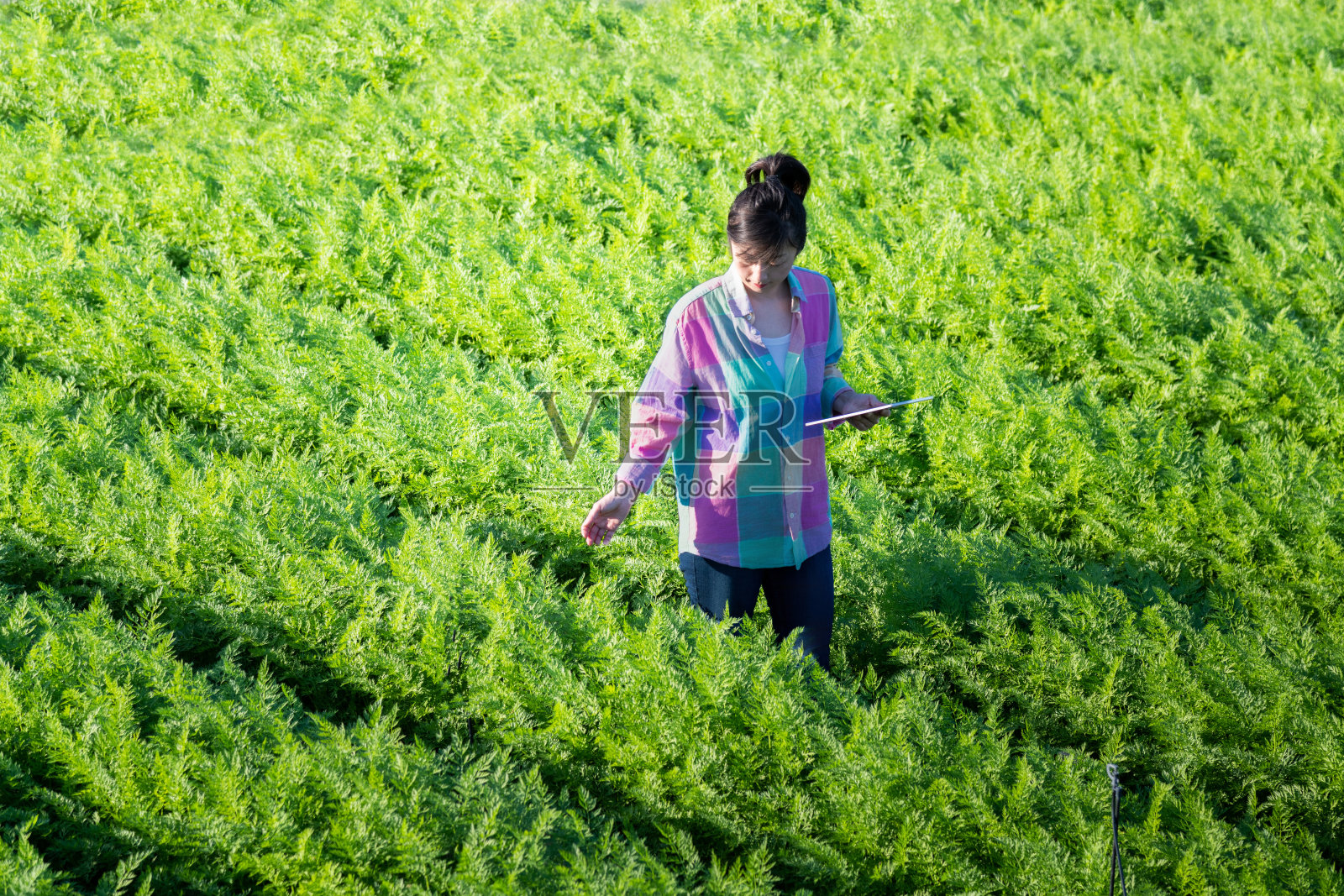 年轻女性农民在胡萝卜农场用平板电脑工作俯视图照片摄影图片
