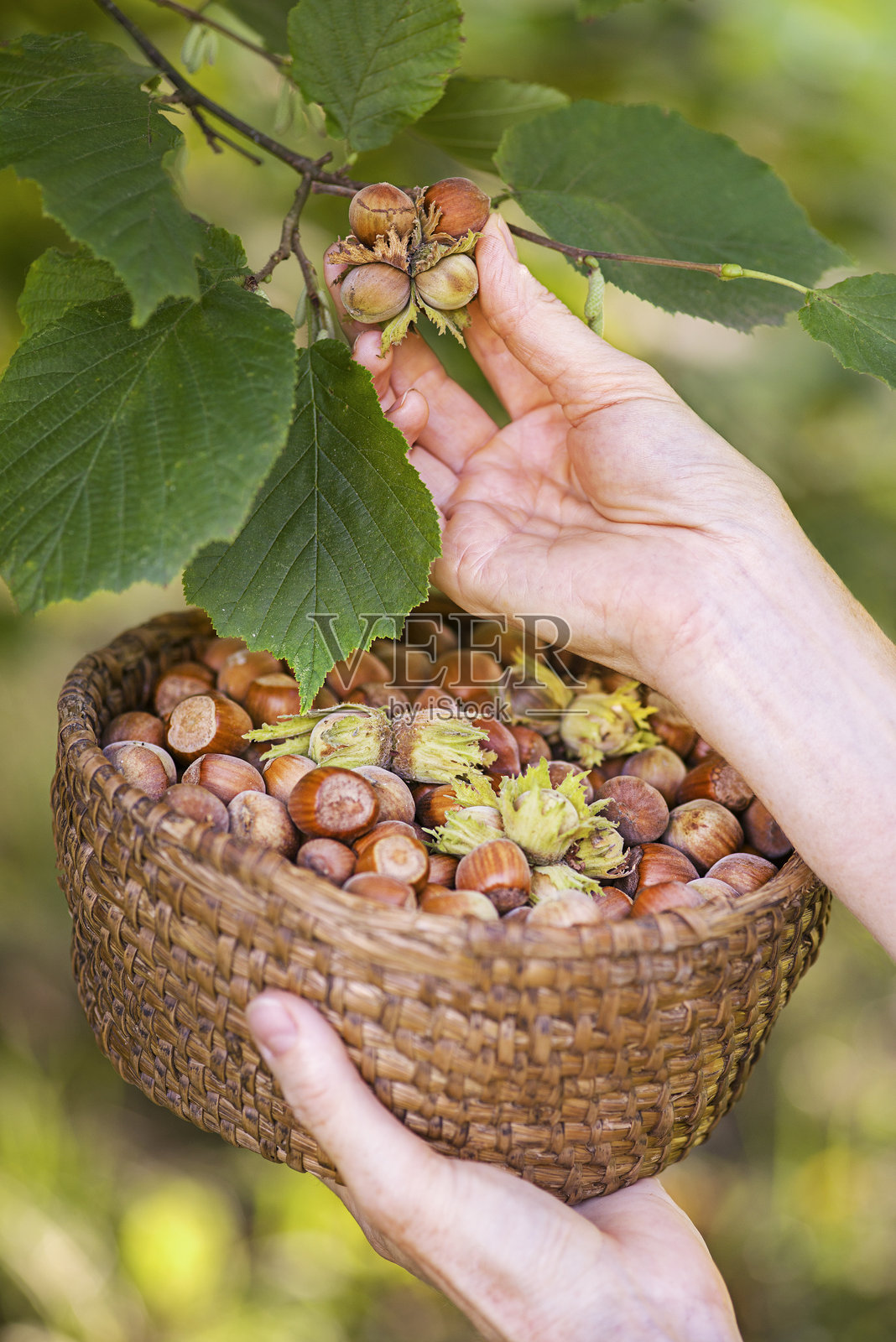 女农民用手采摘成熟的榛子，从落叶榛树的树丛中收集。照片摄影图片