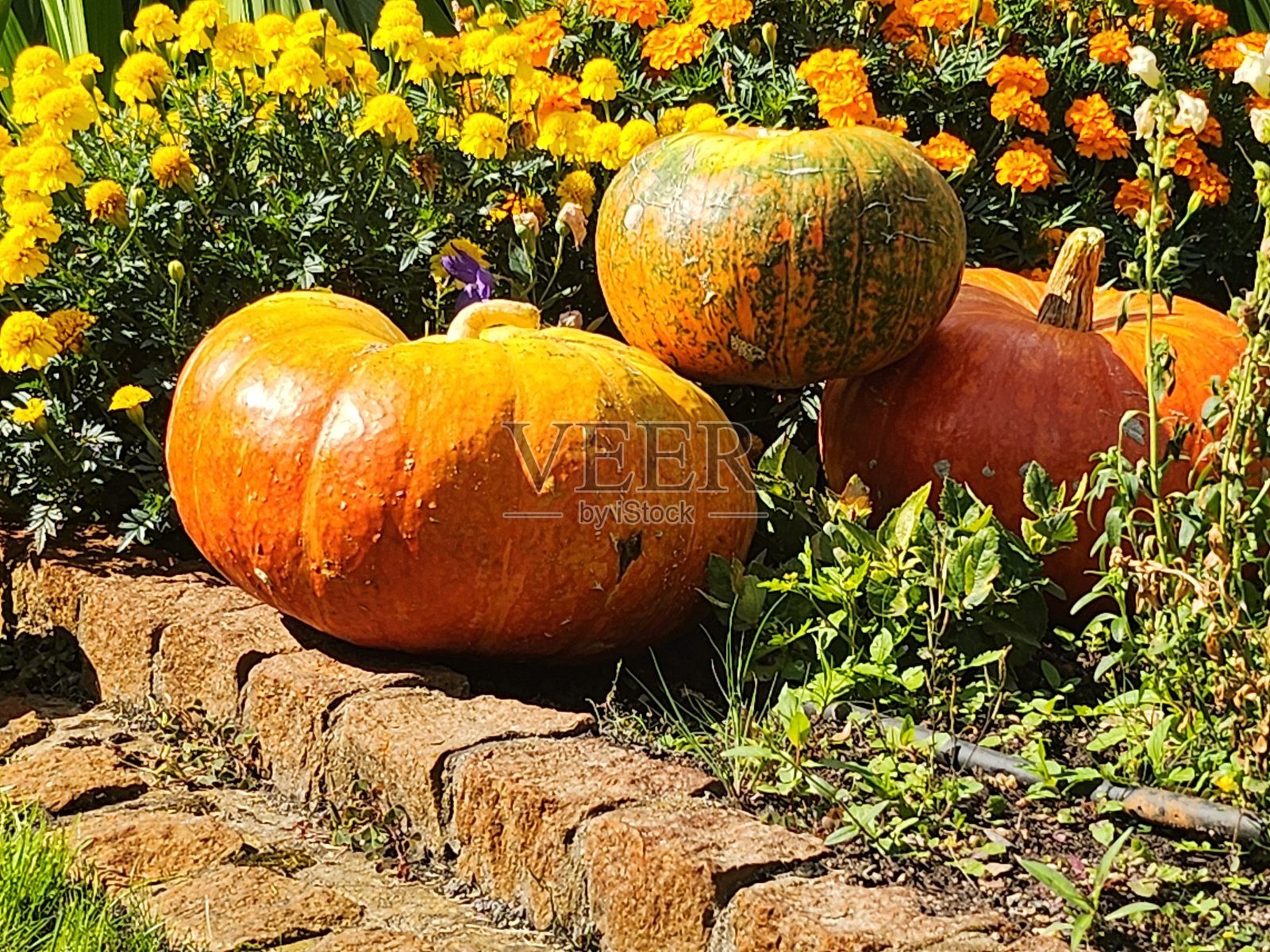花园里的南瓜。照片摄影图片